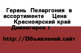 Герань (Пеларгония) в ассортименте  › Цена ­ 150 - Красноярский край, Дивногорск г.  »    